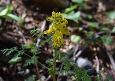 Corydalis speciosa, photographed by Repina Tatyana