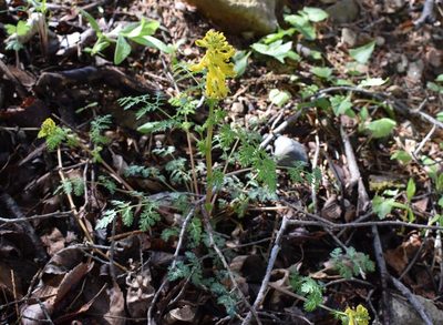 Corydalis speciosa, photographed by Repina Tatyana