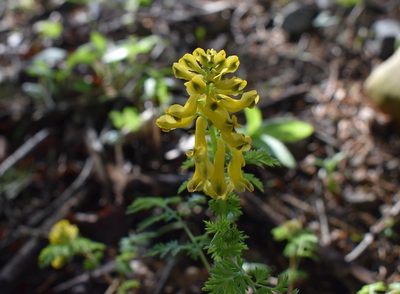 Corydalis speciosa, photographed by Repina Tatyana