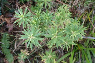 Osmitopsis osmitoides, photographed by Di Turner