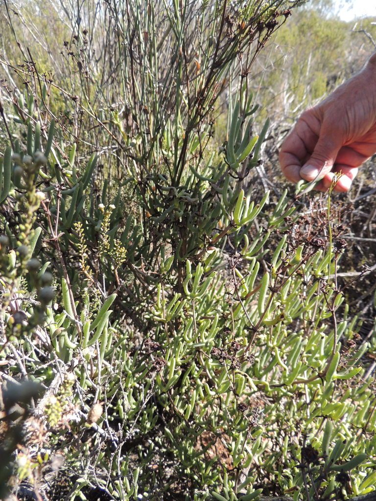 Ruschia tecta, photographed by Jacques van der Merwe