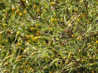 Schkuhria pinnata, photographed by Shaun Swanepoel