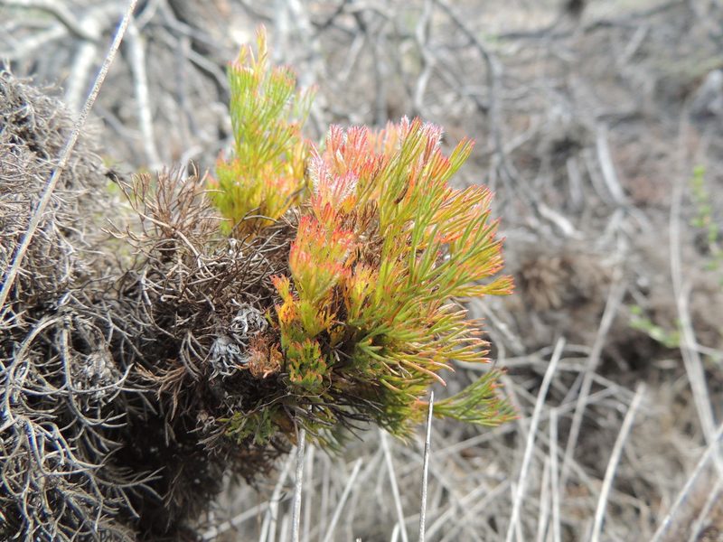 Serruria decipiens, photographed by Jacques van der Merwe