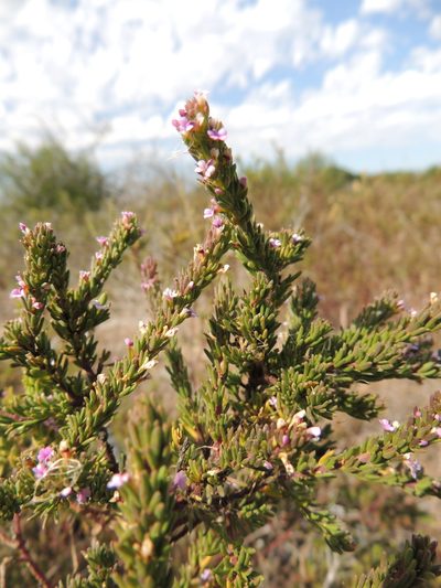 Muraltia mitior, photographed by Jacques van der Merwe