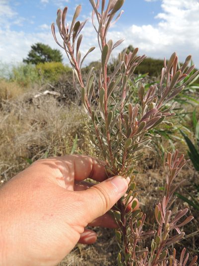 Leucadendron cinereum, photographed by Jacques van der Merwe