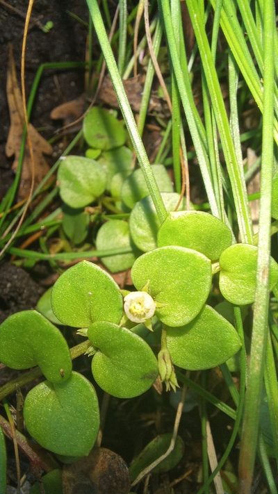Lysimachia huttonii, photographed by kevin koen