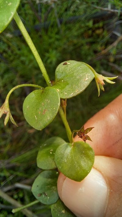 Lysimachia huttonii, photographed by kevin koen