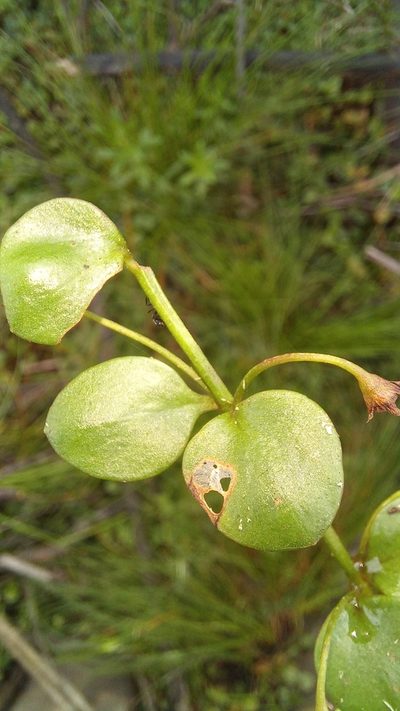Lysimachia huttonii, photographed by kevin koen