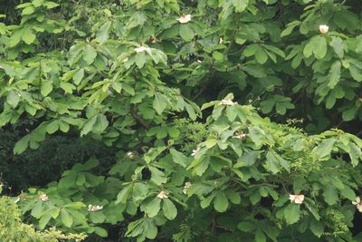 Magnolia obovata, photographed by WATANABE Hitoshi 渡辺仁