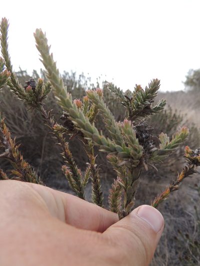 Leucadendron thymifolium, photographed by Jacques van der Merwe