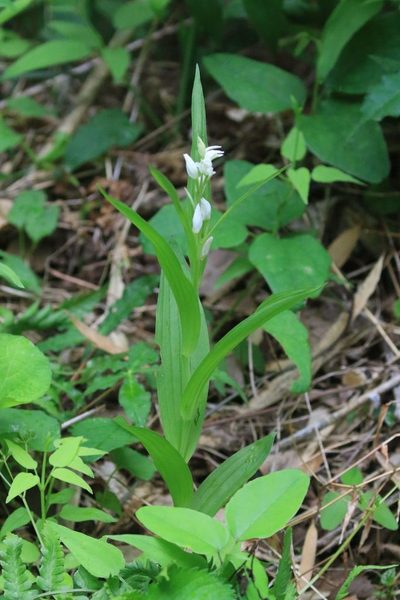 Cephalanthera longibracteata, photographed by WATANABE Hitoshi 渡辺仁