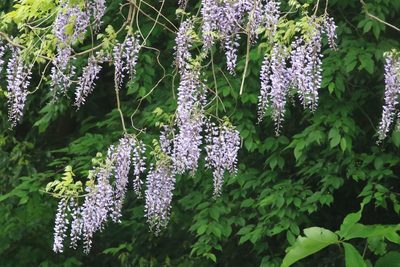 Wisteria floribunda, photographed by WATANABE Hitoshi 渡辺仁