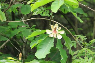 Magnolia obovata, photographed by WATANABE Hitoshi 渡辺仁
