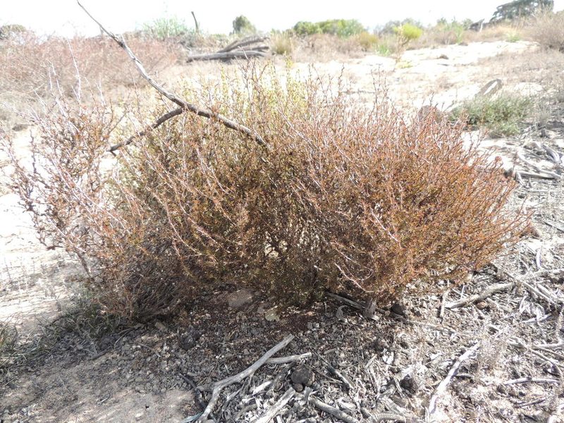 Cliffortia acockii, photographed by Jacques van der Merwe