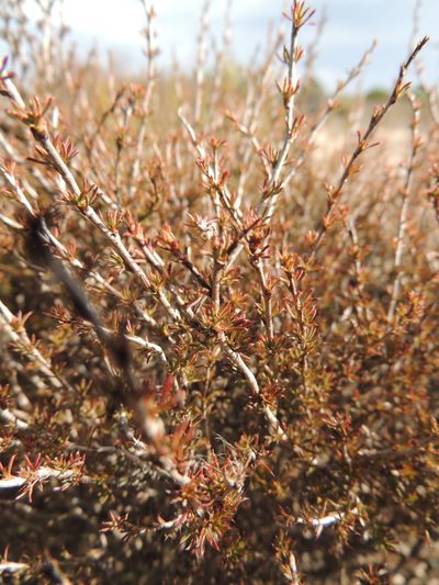 Cliffortia acockii, photographed by Jacques van der Merwe