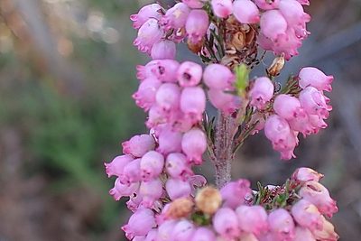 Erica gracilis, photographed by Di Turner