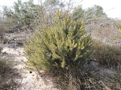 Serruria brownii, photographed by Jacques van der Merwe