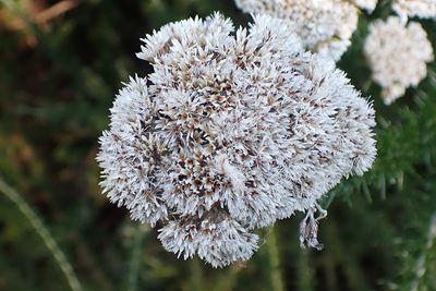 Metalasia trivialis, photographed by Di Turner