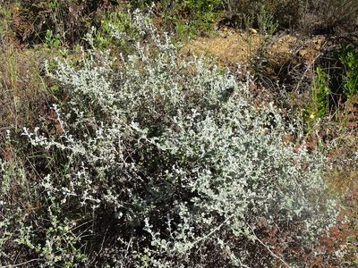 Helichrysum patulum, photographed by Shaun Swanepoel