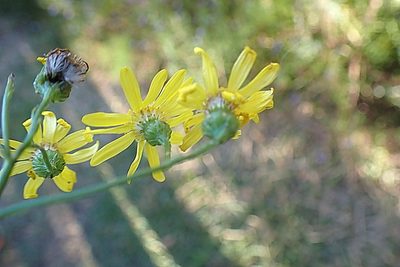 Senecio ilicifolius, photographed by Di Turner