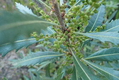 Myrica serrata, photographed by Di Turner