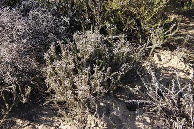 Helichrysum teretifolium, photographed by Tony Rebelo