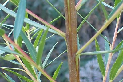 Empleurum unicapsulare, photographed by Di Turner