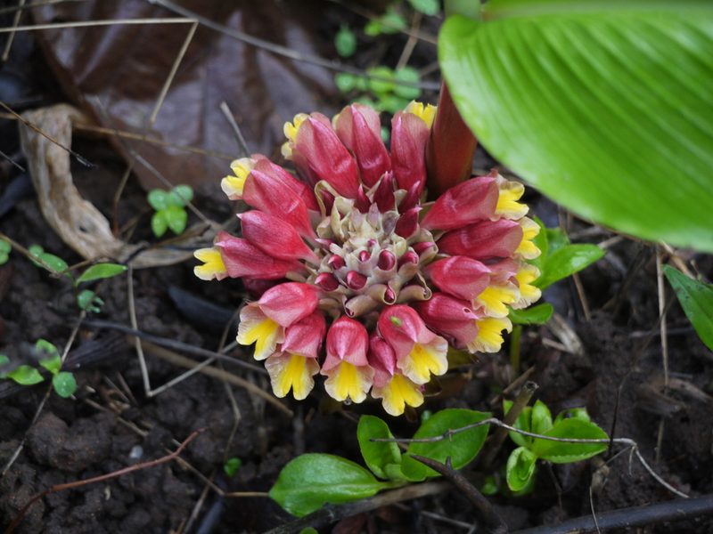 Curcuma mutabilis, photographed by Dinesh Valke