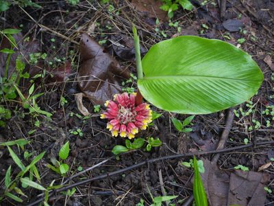 Curcuma mutabilis, photographed by Dinesh Valke