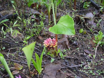 Curcuma mutabilis, photographed by Dinesh Valke
