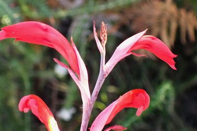 Tritoniopsis afra, photographed by Di Turner