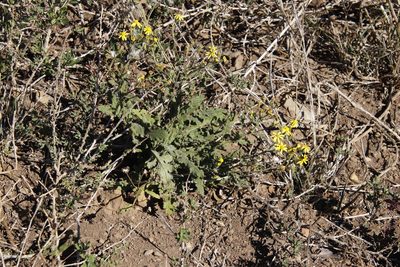 Senecio hastatus, photographed by Tony Rebelo