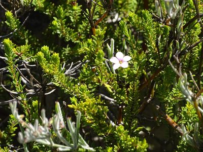 Acmadenia rupicola, photographed by Shaun Swanepoel