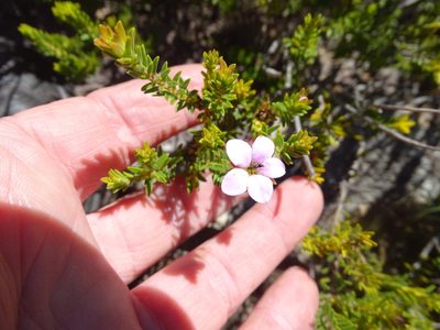 Acmadenia rupicola, photographed by Shaun Swanepoel