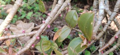 Medinilla anamalaiana, photographed by Srinivasan Kasinathan
