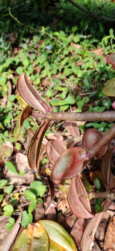 Medinilla anamalaiana, photographed by Srinivasan Kasinathan