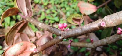 Medinilla anamalaiana, photographed by Srinivasan Kasinathan