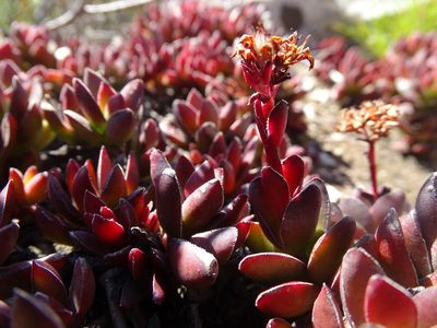 Crassula rubricaulis, photographed by Shaun Swanepoel