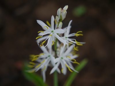 Chlorophytum borivilianum, photographed by Dinesh Valke