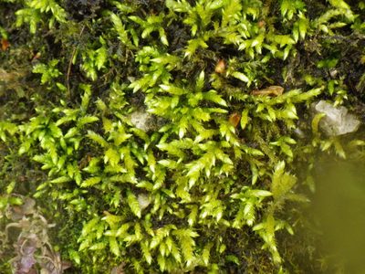 Brachythecium rivulare, photographed by Ben Deed