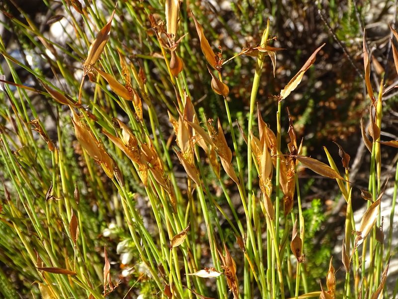 Elegia neesii, photographed by Shaun Swanepoel