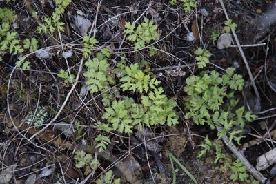 Namaquapteris capensis, photographed by Tony Rebelo