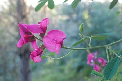 Hypocalyptus coluteoides, photographed by Di Turner