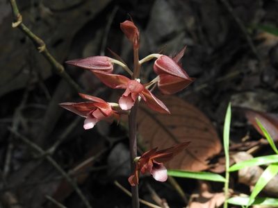 Eulophia zollingeri, photographed by Srinivasan Kasinathan