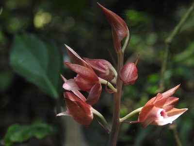Eulophia zollingeri, photographed by Srinivasan Kasinathan