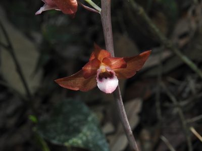 Eulophia zollingeri, photographed by Srinivasan Kasinathan