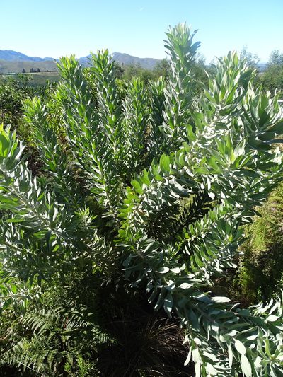 Leucospermum formosum, photographed by Shaun Swanepoel
