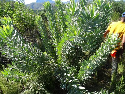 Leucospermum formosum, photographed by Shaun Swanepoel
