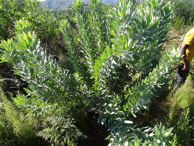 Leucospermum formosum, photographed by Shaun Swanepoel
