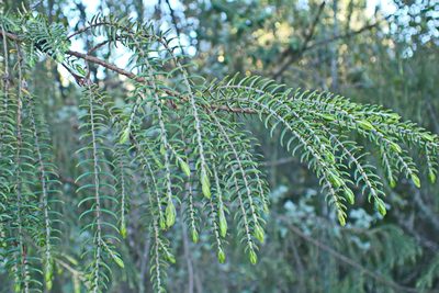 Passerina falcifolia, photographed by Di Turner